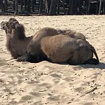 Gezellig Op De Veluwe
