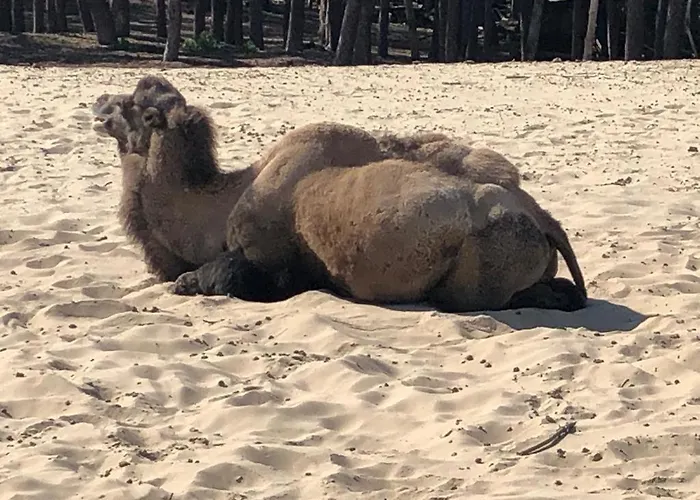 Gezellig Op De Veluwe