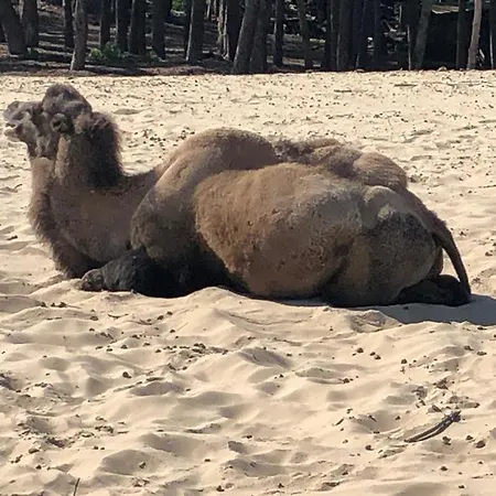 Gezellig Op De Veluwe